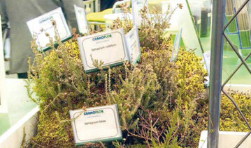 Bulttorfmoose bieten die besten Voraussetzungen fr eine Hochmoorentwicklung und somit fr die langfristige Schaffung von CO2-Senken, demonstrierte Gramoflor. 