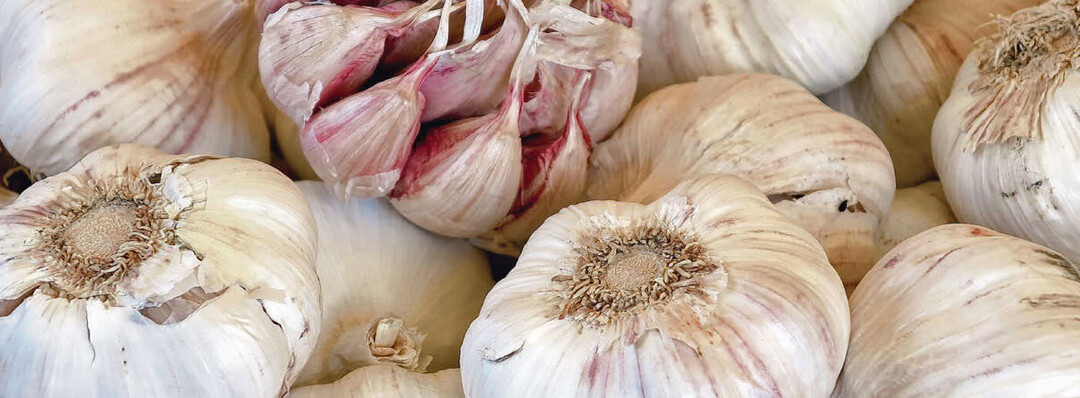 Knoblauch