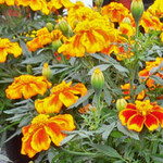 Mit Tagetes Nematoden in Erdbeeren bekämpfen