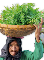 Der direkte Verkauf von Blattgemüsearten ist für zahlreiche Kleinbauern als schnelle Bargeldeinnahme sehr wichtig. Diese ältere Frau bringt Kenikir, ein beliebtes Blattgemüse auf den Lokalmarkt der Stadt Jember in Ostjawa.