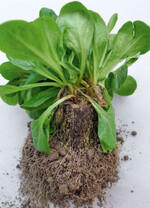 Die gute Wurzelbildung ist ein Unterscheidungsmerkmal zum Befall mit der „Gelben Welke“.