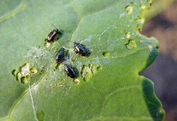 Kohlerdfloh an Kohlrabi