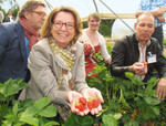 Die hessische Staatsministerin Priska Hinz eröffnete im
Betrieb von Andreas Lenhardt (r.) die Erdbeer-Saison. 3 kg
Erdbeeren verzehren die Deutschen pro Kopf. Mit 166
Betrieben stehen die hessischen Anbauer an 6. Stelle der
deutschen Bundesländer. Rund 800 ha Erdbeeren weist
Hessen vor, davon 17 ha in ökologischer Bewirtschaftung.