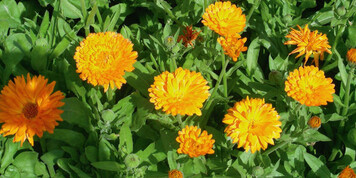 Unter anderem Ringelblumen-Saatgut keimt schneller nach Behandlung
mit Hydroxyzimtsure.