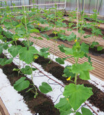 Damm- und Bodenkultur von Salatgurken im Gewächshaus