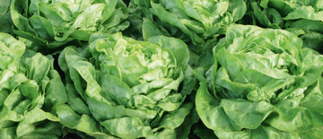 Die kleine Marktstudie: Kopfsalat