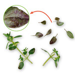 Echter Mehltau
verursacht auf den
Blättern von Thymian
einen weißen
Belag und rötliche
bis braunviolett
verfärbte Blätter.