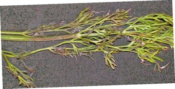 Blatt- und Stngelverbrunungen
an Dill