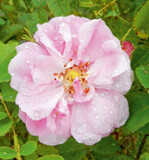 Rosen für die Sinne