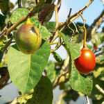 Die Früchte des Tomatenbaums haben Ähnlichkeit mit Tomaten und sind inhaltstoffreich. Angeblich liefern sie einen Stoff, der gegen Alzheimer wirkt.