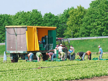 Verändert sich nach Einführung des Mindestlohns das Spektrum angebauter Gemüsearten in Deutschland? Mehr dazu in einer Studie des Thünen-Instituts!