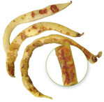 Die durch den Befall mit dem erreger der Fettfleckenkrankheit verursachten rundlichen Flecken mit einem deutlichen orangeroten Rand sind wässrig und eingesunken, wie hier auf gelben Bohnenhülsen zu sehen ist.