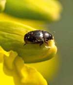 Abbildung 1: In Rapsanbaugebieten
schädigt der Rapsglanzkäfer auch
Kohlarten.