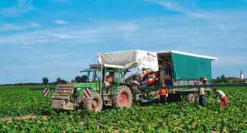 blich ist bei Zucchini die Ernte mit dem Ernteband