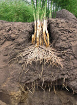Abbildung1: Bei ausreichender Tiefenlockerung
können die Wurzeln aus
einem größeren Bodenbereich Wasser
und Nährstoffe aufnehmen, was die
Stressstabilität verbessert.
