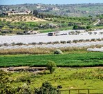 Das Landschaftsbild mit Gemüsebau
in Plastiktunneln, Olivenbäumen
und Winterweizen prägt die Südostküste
Siziliens in der Region Avola.