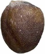 Radies-Samenkorn, kugelig rund
mit circa 3 mm Durchmesser