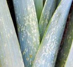 Saugschaden an
Porree durch Thripsbefall