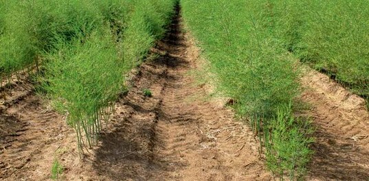 Jetzt Pilzkrankheiten
in Spargel bek�mpfen
