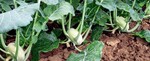 Kohlrabi