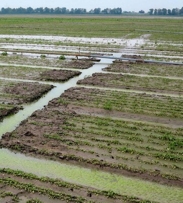 Der Versuch, durch Schaffung von Grben zu erreichen, dass Wasser von den Feldern ablaufen kann; nach wenigen Tagen entsteht Algenbewuchs.