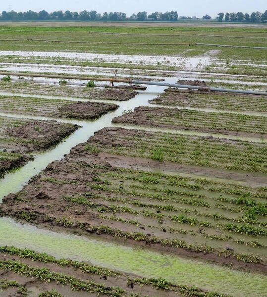 Der Versuch, durch Schaffung von Grben zu erreichen, dass Wasser von den Feldern ablaufen kann; nach wenigen Tagen entsteht Algenbewuchs.