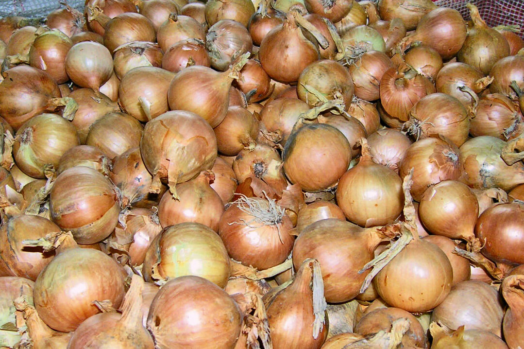 Zwiebeln