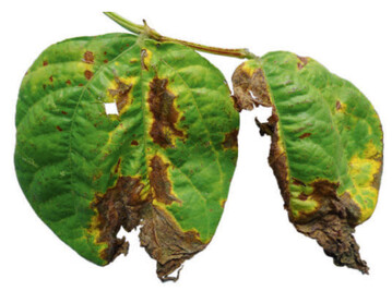 (links) Durch den Erreger des Bohnenbrands (Xanthomonas campestris pv. phaseoli) vom Blattrand ausgehende nekrotisierte Schaustellen mit gelbem Rand. (rechts) oben rechts: Grere Flecken reien auf.