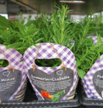 Hugo, ein Gewinn für Kräuterbetriebe?