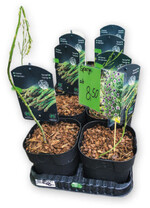 Im gärtnerischen Einzelhandel waren vor kurzem Spargelpflanzen im Topf für 8,50 Euro das Stück zu sehen.