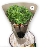 Basilikum als Hochstammpflanze wird aktuell in Bau- und Gartenmärkten als Neuheit zu 9,99 € pro Topf angeboten.