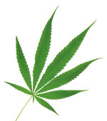 Die trockenen weiblichen Blütenstände des Hanfs werden ihrer arzneilichen Wirkung wegen genutzt.