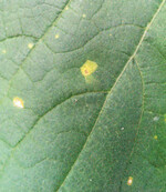 Beginnender Befall von Falschem Mehltau an Gurke (Pseudoperonospora cubensis), blattoberseits: eckige Flecken, hellgrün bis gelbbraun, abgegrenzt durch Blattadern.