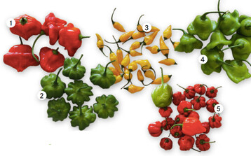 1 Capsicum baccatum Christmas Bell gilt als bester Glockenchili mit fruchtigem Geschmack, ist ertragreich und relativ frh. 2 Capsicum baccatum Mini Bonnet ist weniger scharf. 3 Die Zapfen von C. chinensis Limon sind gelb und scharf. 4 Capsicum baccatum Bischofsmtze hat eine mittlere Schrfe. 5 Sehr scharf ist C. chinense Habanero de fuego mit rauchigem Geschmack und scharfem Geruch.