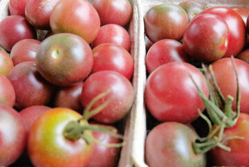 Rosa Tomaten sind reich an Anthocyanen, die Tumoren und
Entzndungen im menschlichen Krper hemmen knnen.