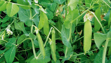 Markerbsen-Bestand mit bald erntereifen Hlsen