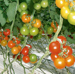 Welche Reaktionen die Bewässerung
bei Fruchtgemüse, allen
voran Tomaten, auslösen und wie
man strategisch bewässern kann,
wurde in Straelen aufgezeigt.