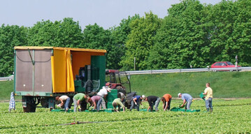 Salaternte in der Pfalz – Regionalität wird nach Einschätzung vieler Gemüseerzeuger noch
weiter an Bedeutung gewinnen.