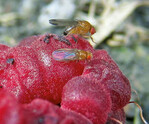 Die Kirschessigfliege Drosophila suzukii – hier auf einer Himbeere –
wird zunehmend zu einem Problem auch im Erdbeeranbau.
