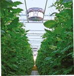 Anordnung der Vertikalventilatoren
vom Typ Doll DV 8000 im
Tomatenbestand der Gärtnerei Kiemle in
Bietigheim-Bissingen. Dieser ausgewachsene
Tomatenbestand stellt strömungstechnisch
eine riesige Herausforderung
für Ventilatoren dar.