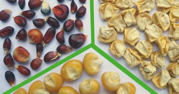 Maissaatgut: Ziermaismischung (o.l.), Zuckermais (o.r.) und Futtermais (unten)