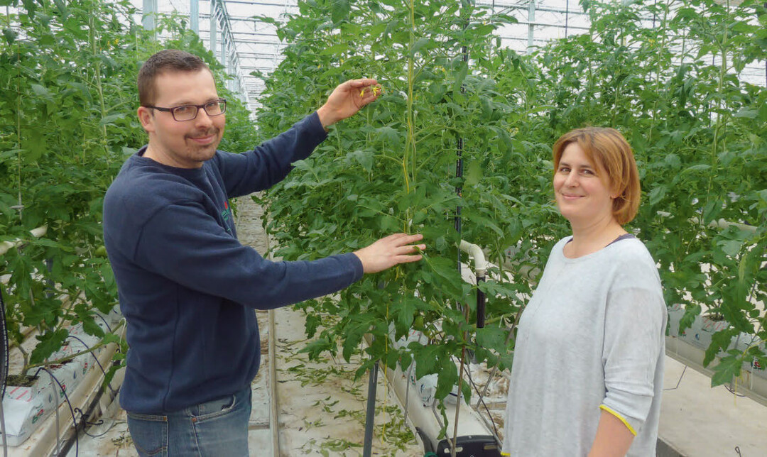 Marcel und Christine Bosshard zeigen die in der KW 3 gepflanzten Tomaten.