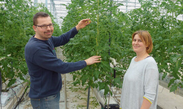Marcel und Christine Bosshard zeigen die in der KW 3 gepflanzten Tomaten.