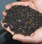 Wie hellgrüne Kügelchen sehen die frischen Wurm-Kokons aus, in jedem können sich maximal zwei Eier entwickeln.