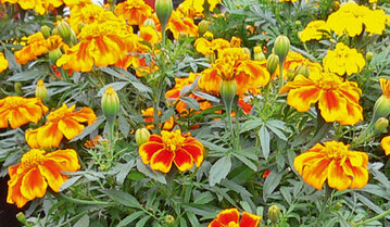 Tagetes werden als Zierpflanzen geschtzt, bringen aber auch einen groen Nutzen bei der Nematodenbekmpfung.
