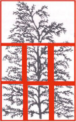 Probenaufteilung in fünf Segmente zur präzisen Erfassung der Beläge