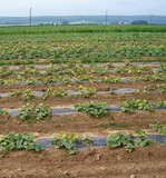 Schadbild des Erregers Phomopsis sclerotioides Kesteren an Einlegegurken