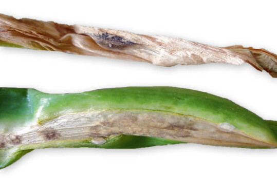 Vergilbende und absterbende Blätter durch Cladosporium allii-cepae an Winterheckenzwiebel. Das Innere der Flecken verfärbt sich auf abgestorbenem Gewebe dunkel (oben).