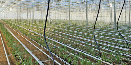 Blick in ein Folienhaus mit Tomaten. Auch Gurken, Kruter und Feldsalat werden geschtzt angebaut.