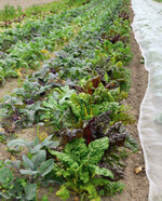 Mischkulturenanbau: Mangold und Kohlrabi.